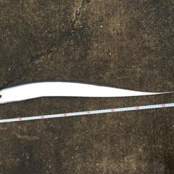 湾奥久々の一匹