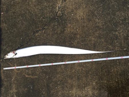 湾奥久々の一匹