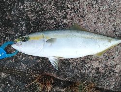 青物ラッシュ再びか！？