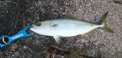 青物ラッシュ再びか！？