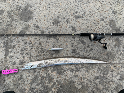 館山　タチウオ