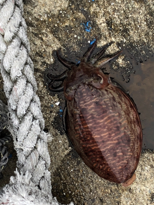 サンタさんからのプレゼント❣…