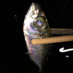 垂水でアジング