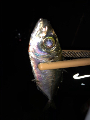 垂水でアジング