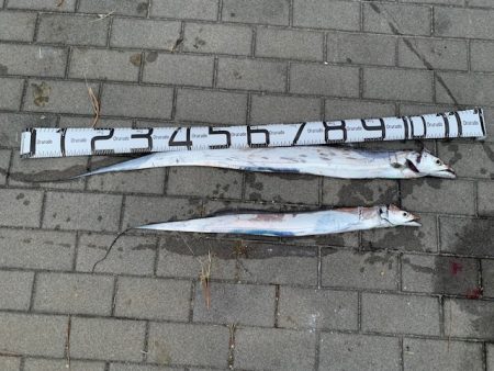 この時期に太刀魚つ抜け　