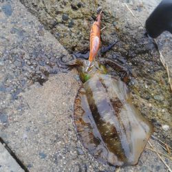 ばば荒れ、大雨からの～