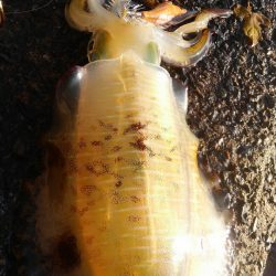 今シーズン初500g アップ⤴⤴