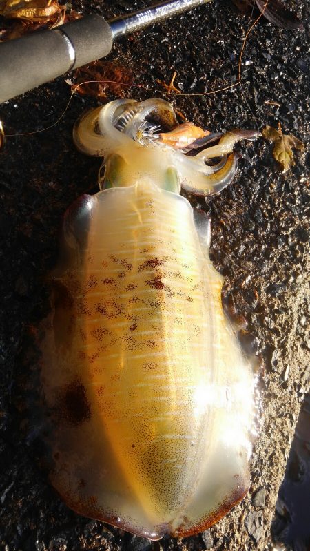 今シーズン初500g アップ⤴…