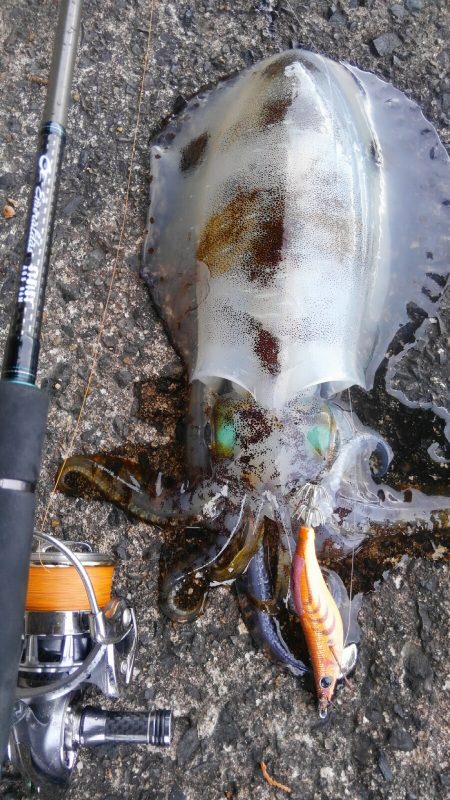 今シーズン最大～⤴