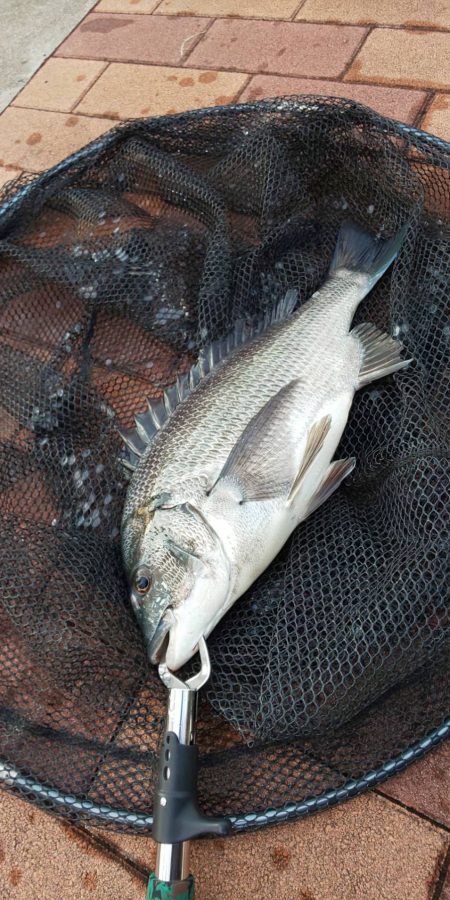 きれいな魚体　~辰巳橋~