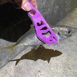 瀬戸内の島アジング（2019-21)