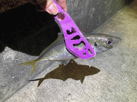 瀬戸内の島アジング（2019-21)