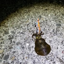 エギング　キロオーバー