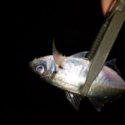 アジング メバリング