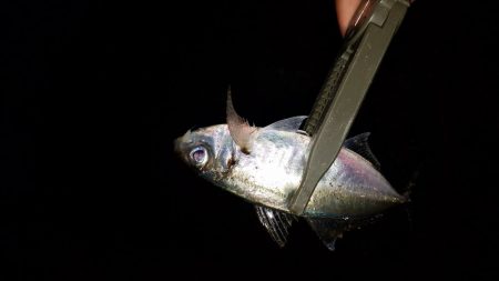 アジング メバリング