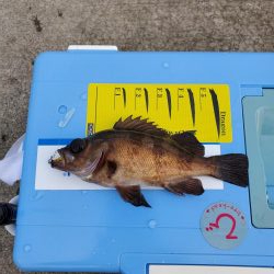 アジは釣れますが、、、