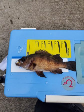 アジは釣れますが、、、