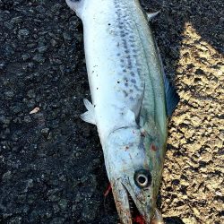 いつまで釣れる?