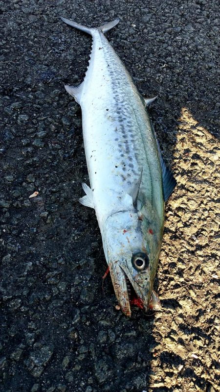 いつまで釣れる？