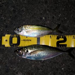 アジ釣り