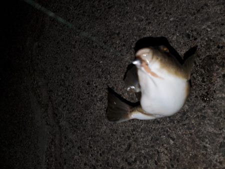 ハゼング、ガシリング