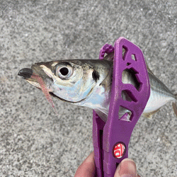 瀬戸内の島アジング（2019-23)