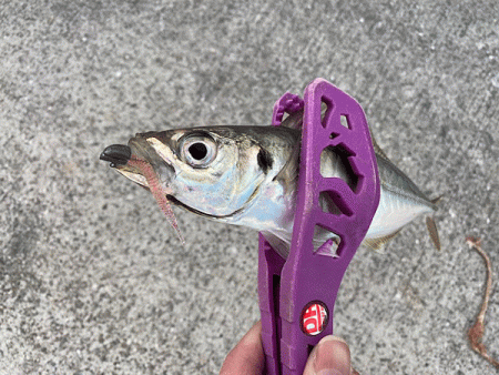 瀬戸内の島アジング（2019-23)