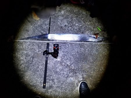 ドラゴンと大アジとサバ