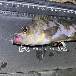 姫路メバリング(2019-14)