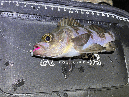 姫路メバリング(2019-14)