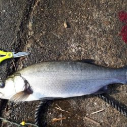 深夜スタート、なんとか大物をゲット！