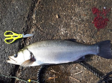 深夜スタート、なんとか大物をゲット！