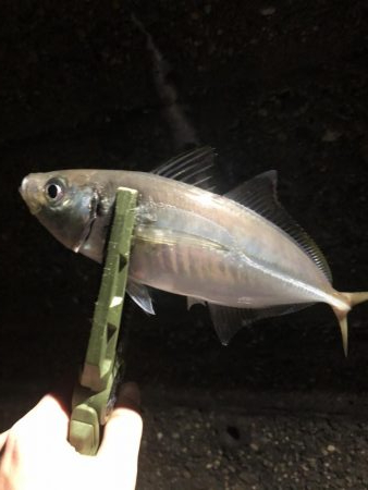 ベタ凪濃霧アジング