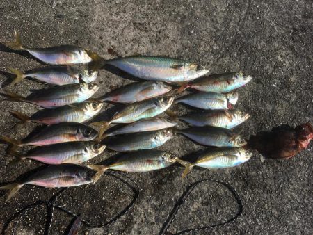 この時期とは思えない爆釣