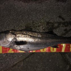 大連敗からのやっと釣れました