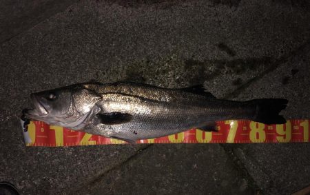 大連敗からのやっと釣れました