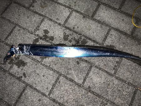 ガジリング&タチウオ