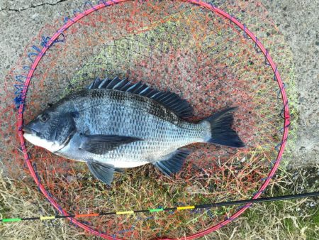 冬のクロダイ釣行