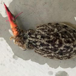 なぜ休みはいつも風が強いのさ