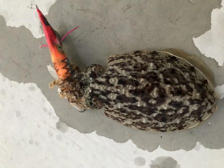 なぜ休みはいつも風が強いのさ