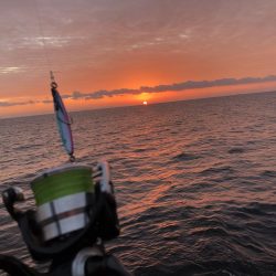 まだまだ青物！