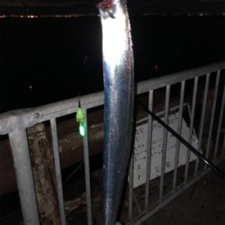 F-4太刀魚　アナゴ　アコウ　アラカブ最高！