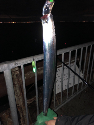 F-4太刀魚　アナゴ　アコウ　アラカブ最高！