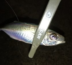 ナイトアジング