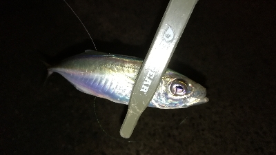 ナイトアジング