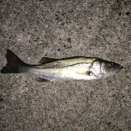 メバルを狙いに行くも…