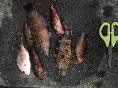 ガシラに負けずにデカいべら