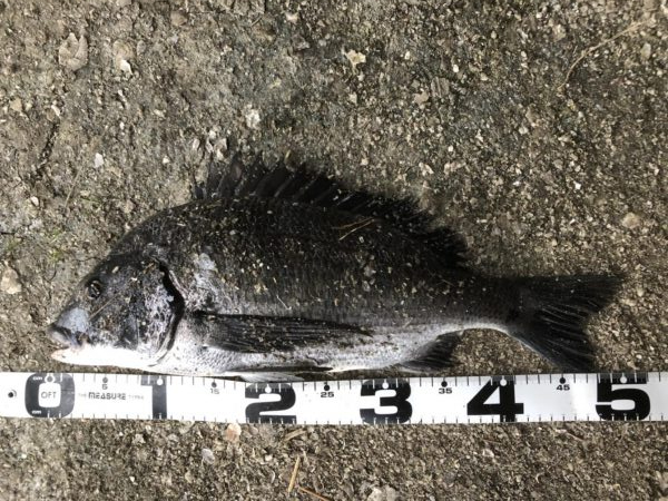 イチノ兄弟、釣果!