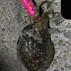 今シーズン初 メバプラッキングのはずが…