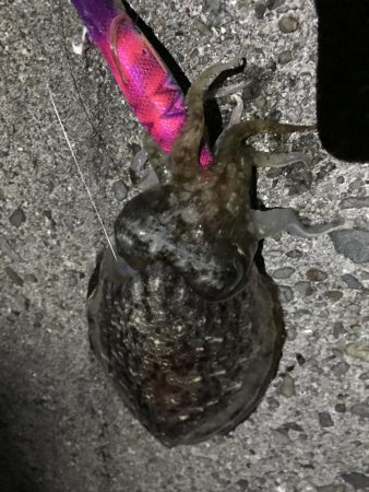 今シーズン初 メバプラッキングのはずが…